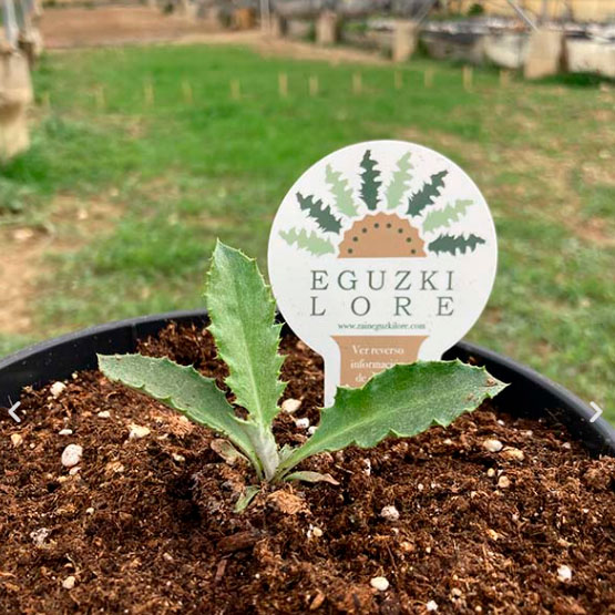 Kit cultivo Eguzkilore